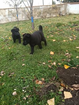 Německý ovčák - 9