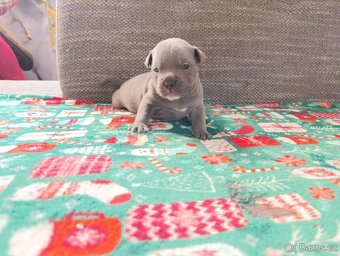 Stafordšírský bulteriér - 9