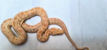 Krajta tmavá - Python bivittatus - 9