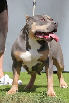 American bully XL - 9