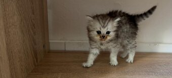 Britská koťata - 9