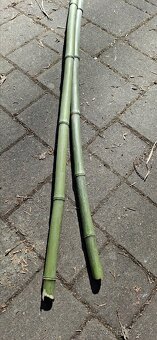 Bambus - bambusové tyčky - 9