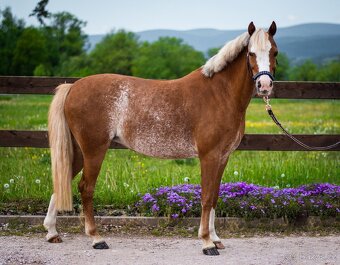 pony A - Vanilka - sen každé princezny - 9