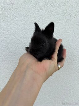 🐰 Nabízíme k rezervaci zakrslých zajíčků - 9