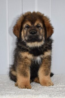 Tibetska Doga šteniatka s PP - 9