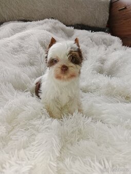 Jorkšírský teriér - 9