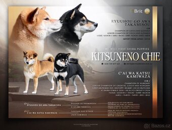 Štěňata Shiba Inu s PP ČMKU/FCI - 9