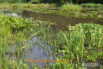 vodní rostliny bahenní rostliny - 9
