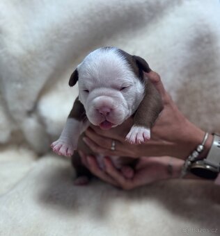American Bully Classic/ Standard - 9