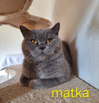 Britská modrá koťata bez pp - 9