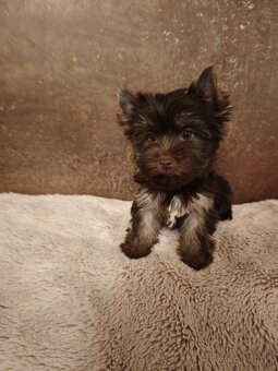 Jorkširský teriér štěňátka s pp - 9