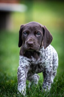 Štěňata - německý krátkosrstý ohař - 9