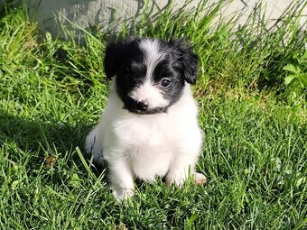 Malý kontinentální španěl / papillon - fenky phalene s PP - 9