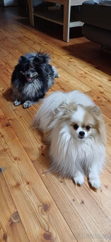 Pomeranian černá fenka s PP - 9