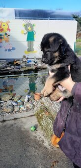 Štěňata německého ovčáka  bez PP - 9