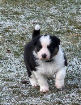 Australský ovčák bez PP REZERVACE - 9