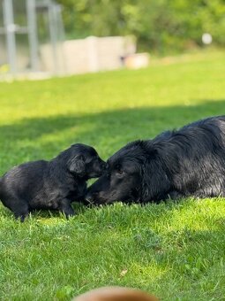 Flat Coated Retriever - štěňátka s PP - 9