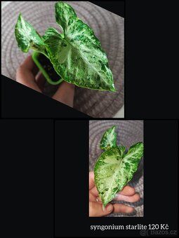 syngonium, monstera, epipremnum, philodendron - 9