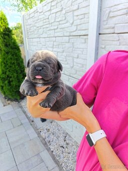 Cane Corso - 9