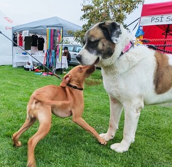 DAG - SAO 74 kg, kastrovaný psík 8 let - 9