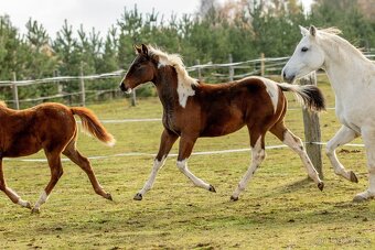 Letošní paint horse klisnička - 9