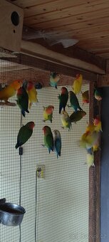 Agapornis růžohrdlý - 9