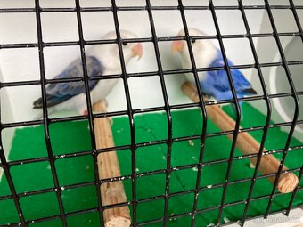 Agapornis fischeri - 9