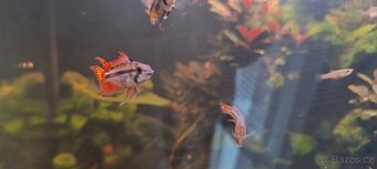 Akara cichlida papuščí endlerky krevetky - 9