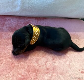 Stenata dobermana s pp - 9