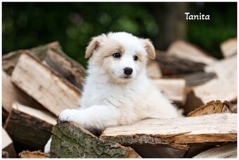 Border Collie, Border Kolia s PP FCI barva ee red - 9