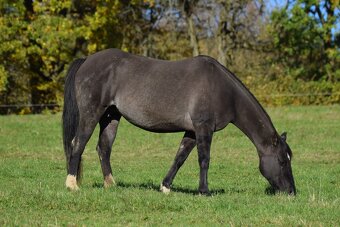 Exkluzivní Quarter horse kobylka - 9