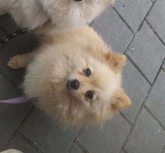 Štěňátka špic pomeranian - 9