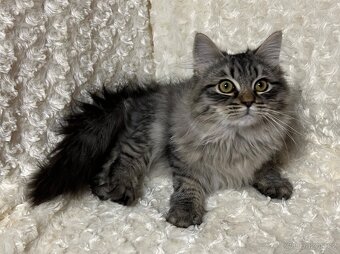Sibiřská kočka s PP - 9