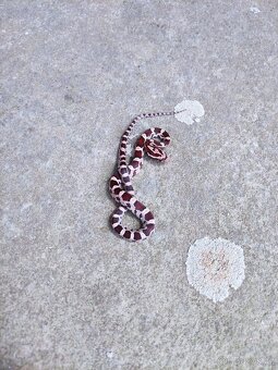 užovka červená, terárium - 9