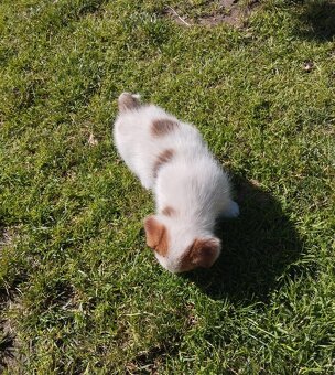 Jack Russell teriér - 9
