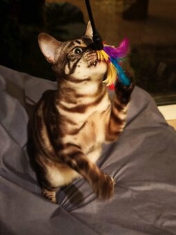 BENGÁLSKÁ KOČKA - kočička s PP - 9