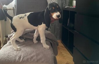 Štěňata - Bernský honič - 9