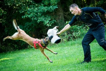 Belgický ovčák MALINOIS  s PP - 9