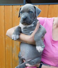 Štěňata American Bully xl/xxl bloodline DDK9 - 9