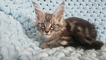 Mainská Mývalí - 9