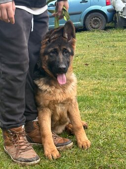 Štěňata Německého ovčáka s PP - 9