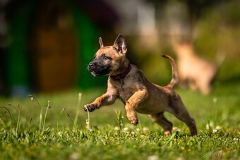 Belgický ovčák - Malinois s PP - 9
