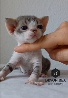 Devon rex - 9