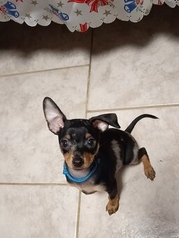 Trpasličí pinč bez PP - 9