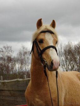 Prodám hřebečka Welsh pony, sekce B, s PP. - 9