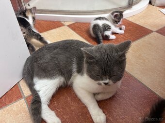 6 Rozkošných Koťátek (Máma Britka s PP x Pouliční Elegán) - 9