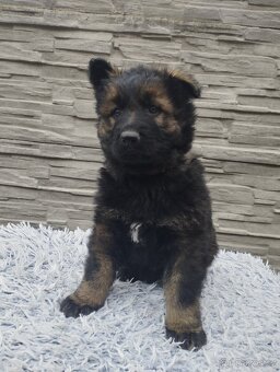 prodám štěňata Německého ovčáka s PP - 9