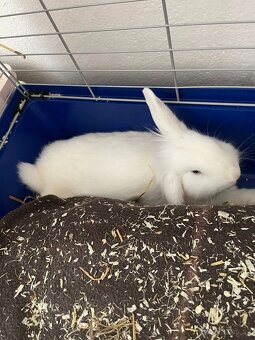 Králičci k rezervaci - 9