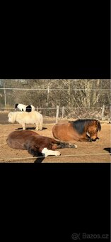 Kobylka 1,5 roku Appa x kříženec - 9