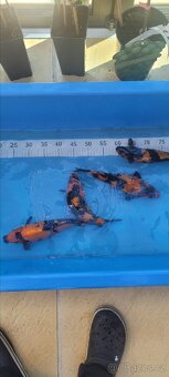 Prodam KOI pouze uznavane variery - 9